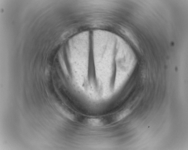 X0000088650265200706152015