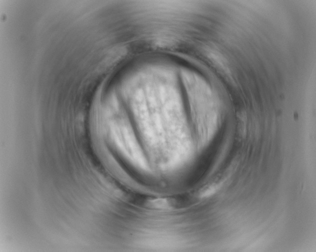 X0000088650269200706152015