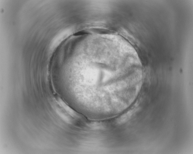 X0000088650293200706152014