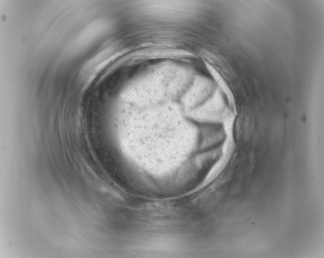 X0000088650338200706152013