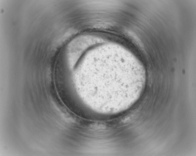 X0000088650354200706152013