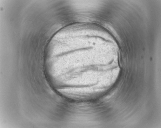 X0000088650433200706152011