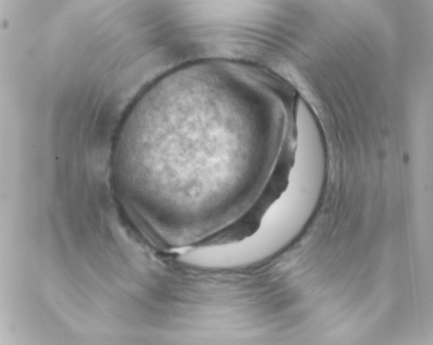 X0000088650434200706152011