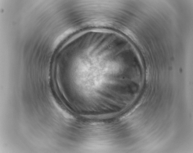 X0000088650438200706152011