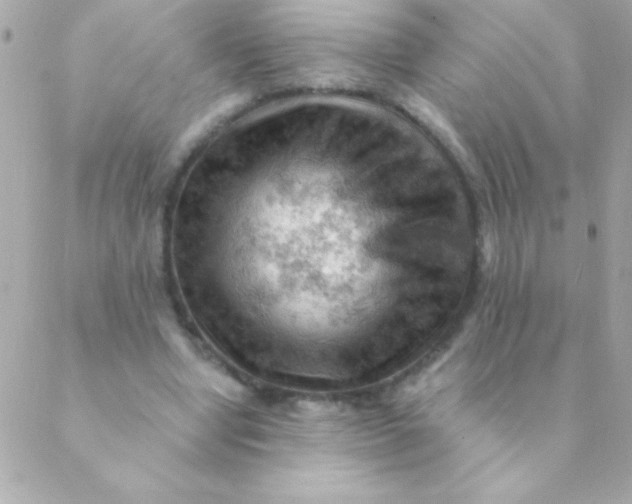 X0000088650442200706152011