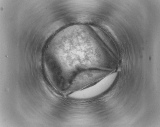 X0000088650443200706152011