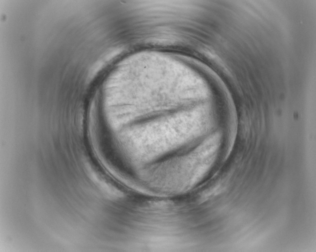 X0000088650446200706152011