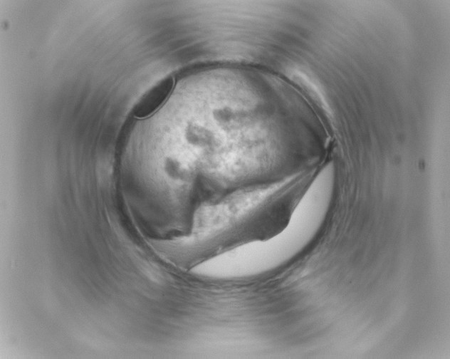 X0000088650483200706152011