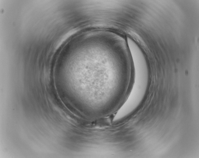 X0000088650484200706152011