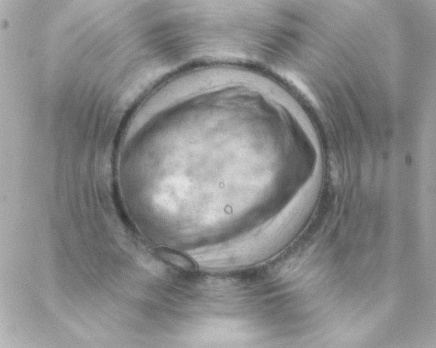 X0000088650487200706152011