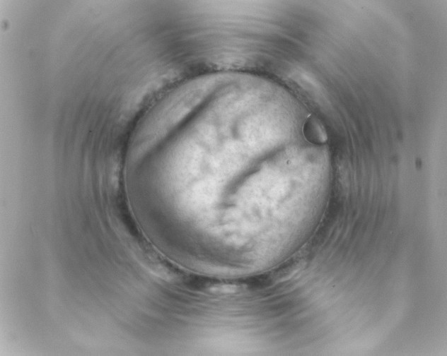 X0000088650499200706152011