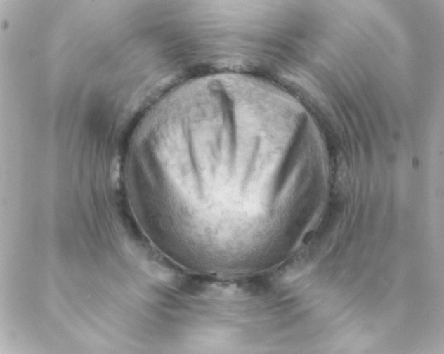 X0000088650502200706152011