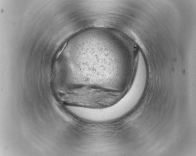 X0000088650530200706152010