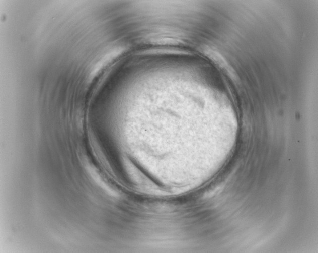 X0000088650533200706152010