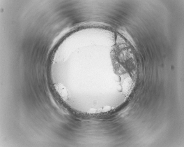 X0000088650534200706152010