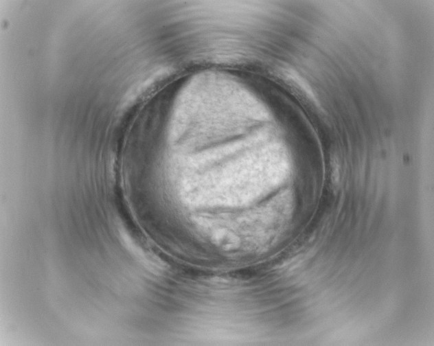 X0000088650542200706152010