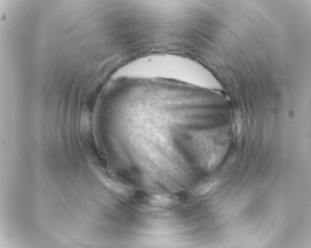 X0000088650623200706152009