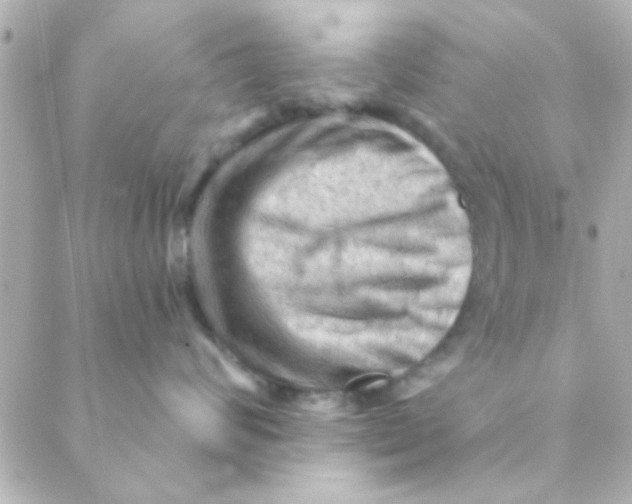 X0000088650624200706152009