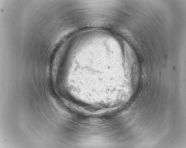 X0000088650636200706152008