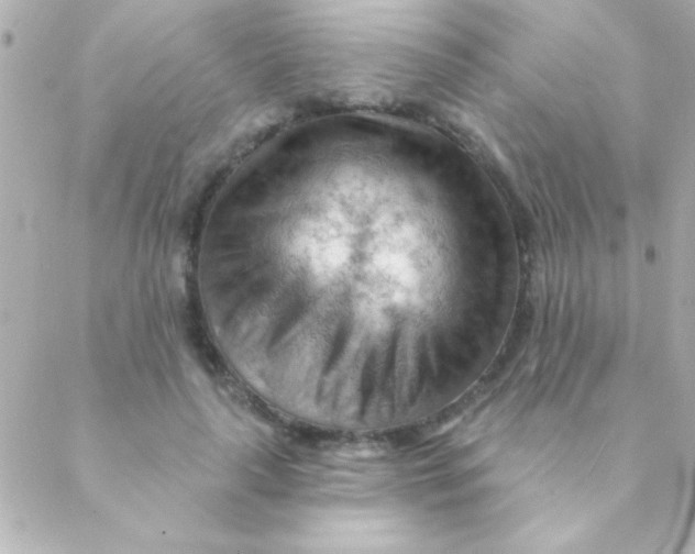 X0000088650643200706152008