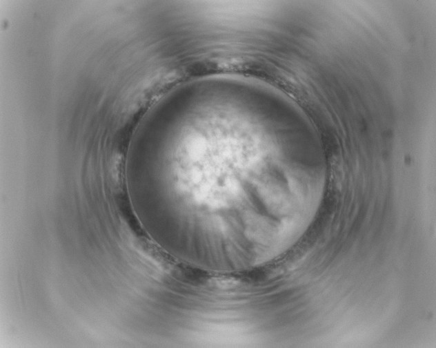 X0000088650650200706152008