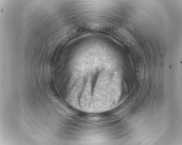 X0000088650653200706152009