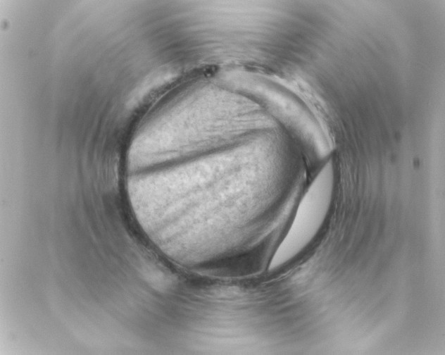 X0000088650685200706152008