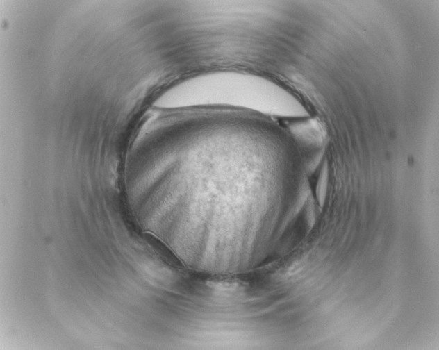 X0000088650693200706152008