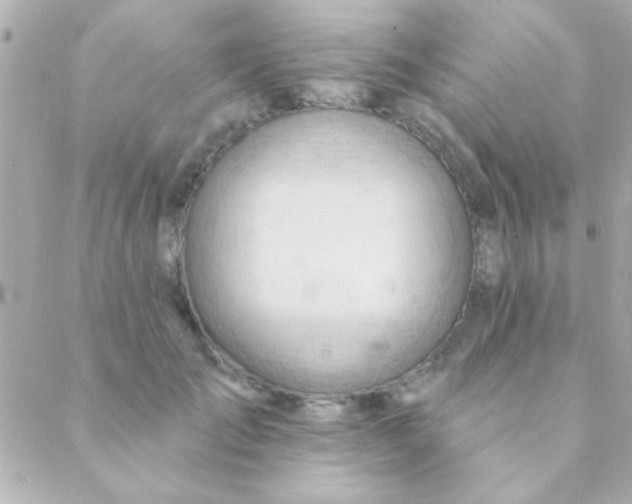 X0000088650701200706152008