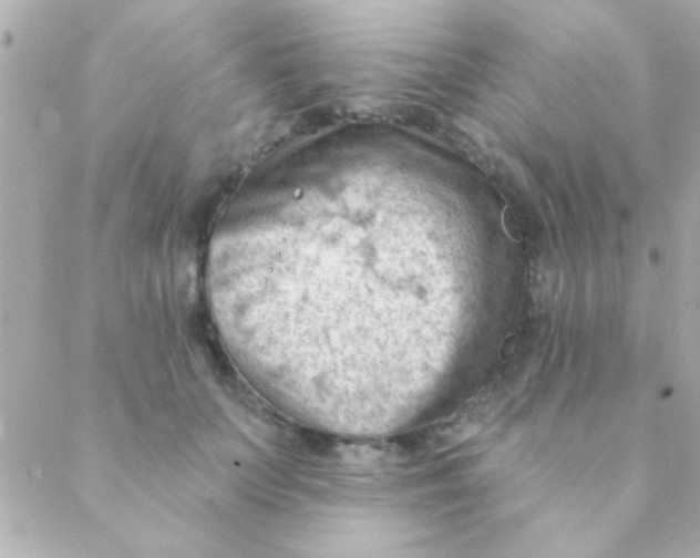 X0000088650703200706152008