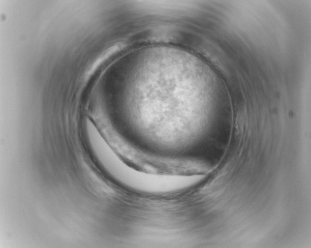 X0000088650722200706152006