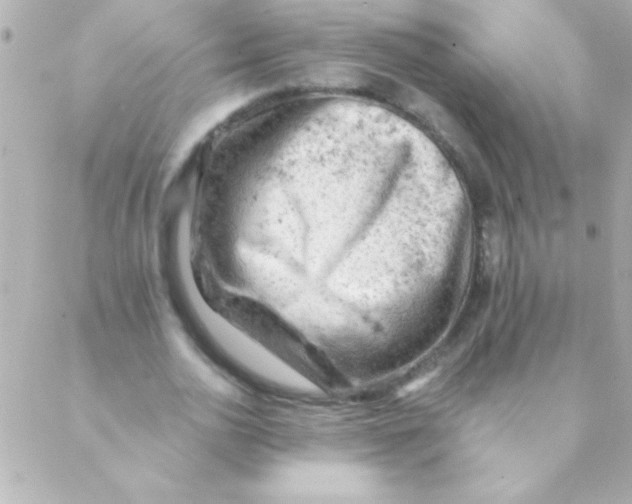 X0000088650726200706152007