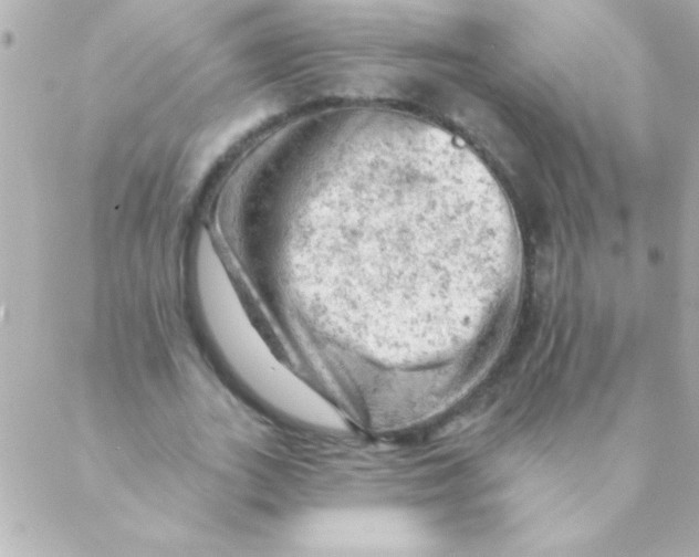 X0000088650727200706152007