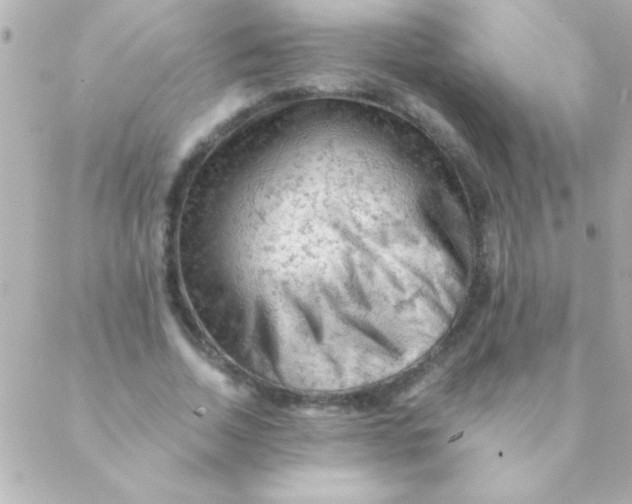 X0000088650730200706152007