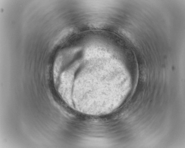 X0000088650738200706152007