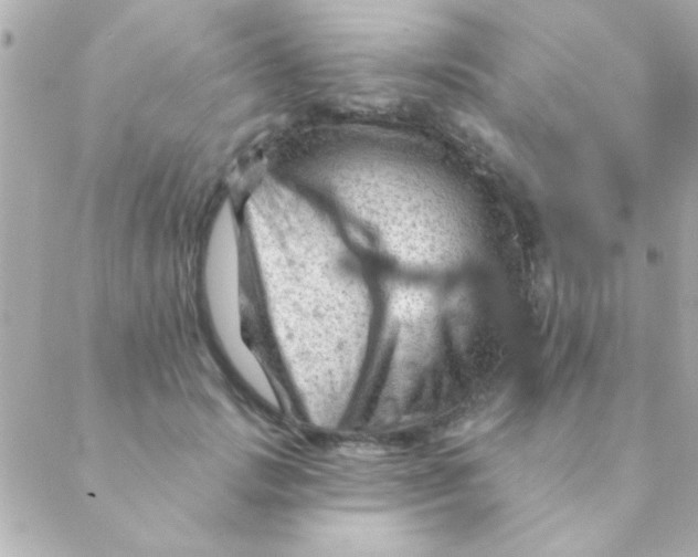 X0000088650749200706152007