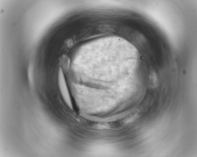 X0000088650765200706152007