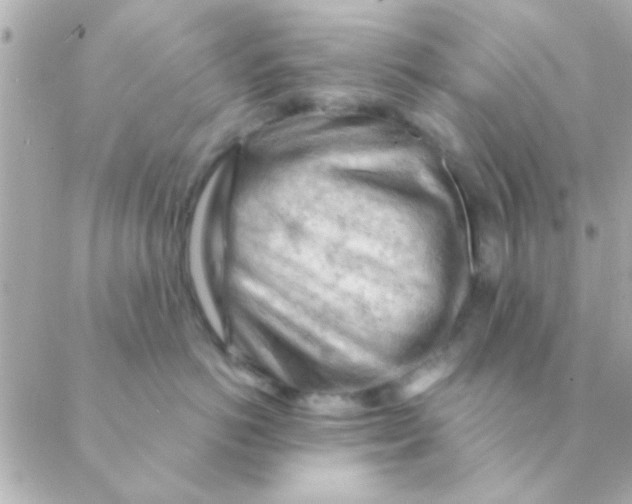 X0000088650766200706152007