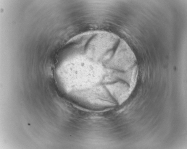 X0000088650770200706152006