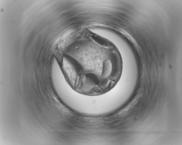 X0000088650785200706152006