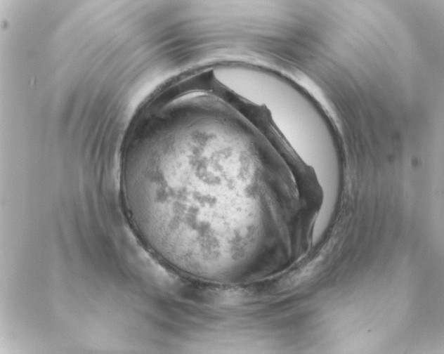 X0000088650791200706152006