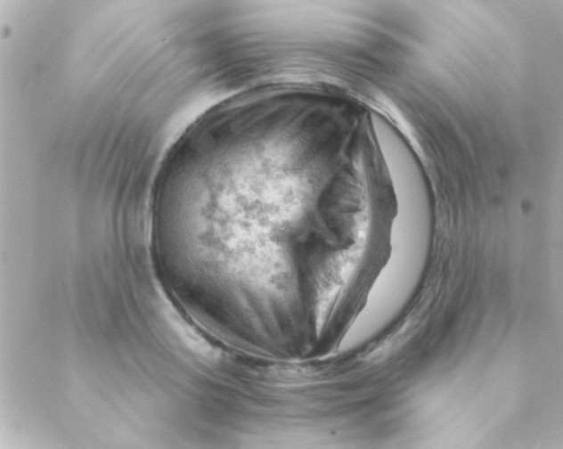 X0000088650795200706152006