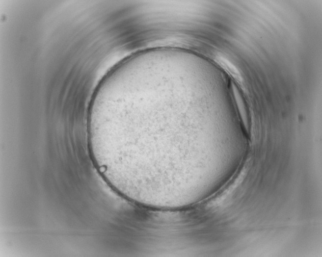 X0000088650800200706152006