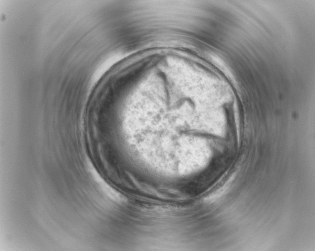 X0000088650803200706152006