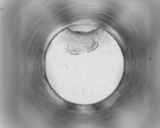 X0000088650808200706152006