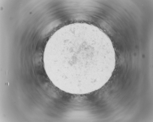 X0000088650824200706152005