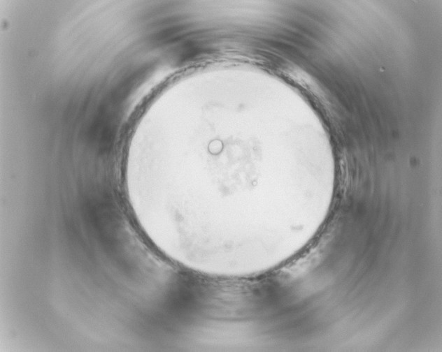 X0000088650828200706152005