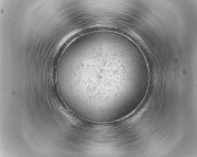 X0000088650830200706152005