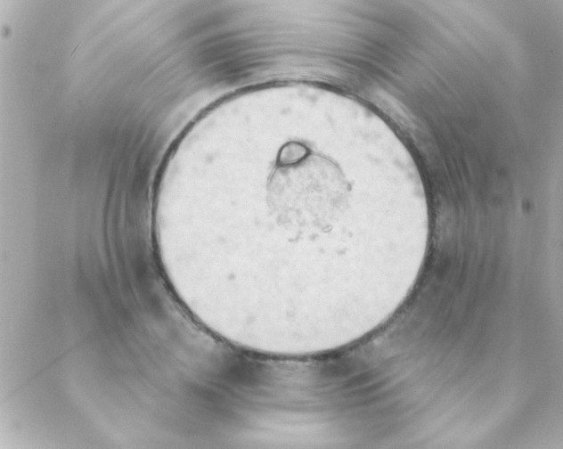 X0000088650836200706152005