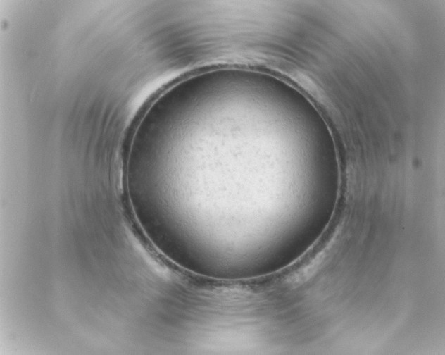 X0000088650838200706152005